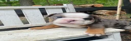 English Bulldog dogs for sale: Merle - Ad 8