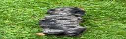 Miniature Dachshund dogs for sale: Maple - Ad 7