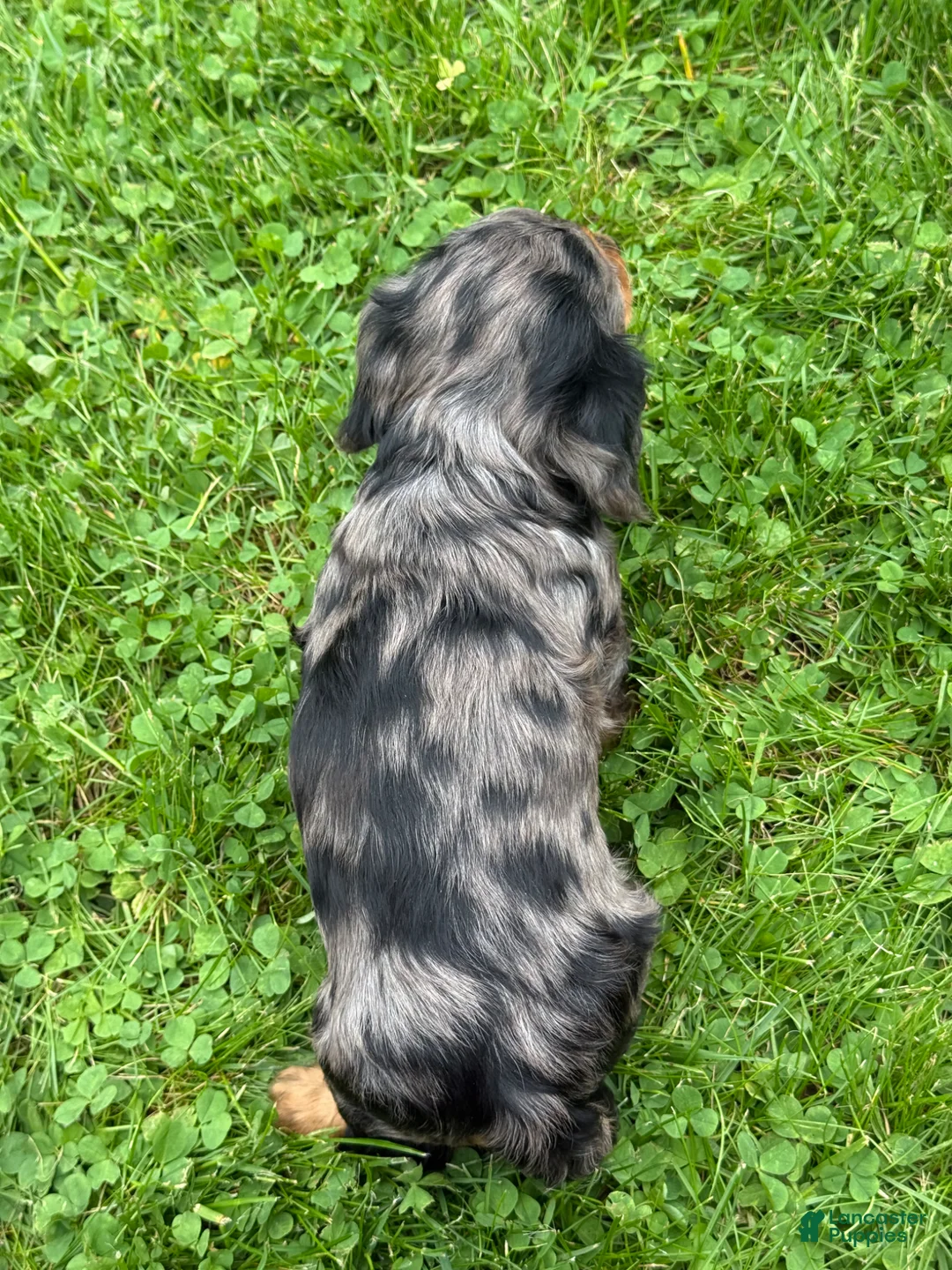 Miniature Dachshund dogs for sale: Maple - Ad 7