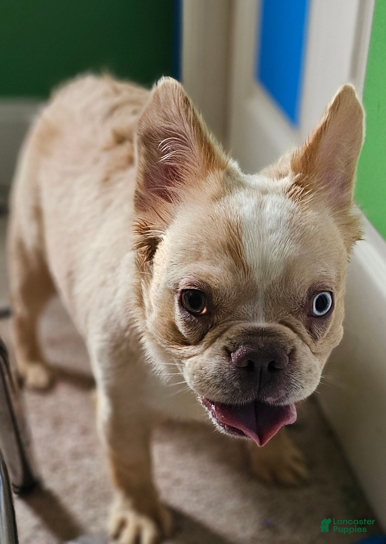 French Bulldog dogs Mezcal, female fluffy - Ad 1
