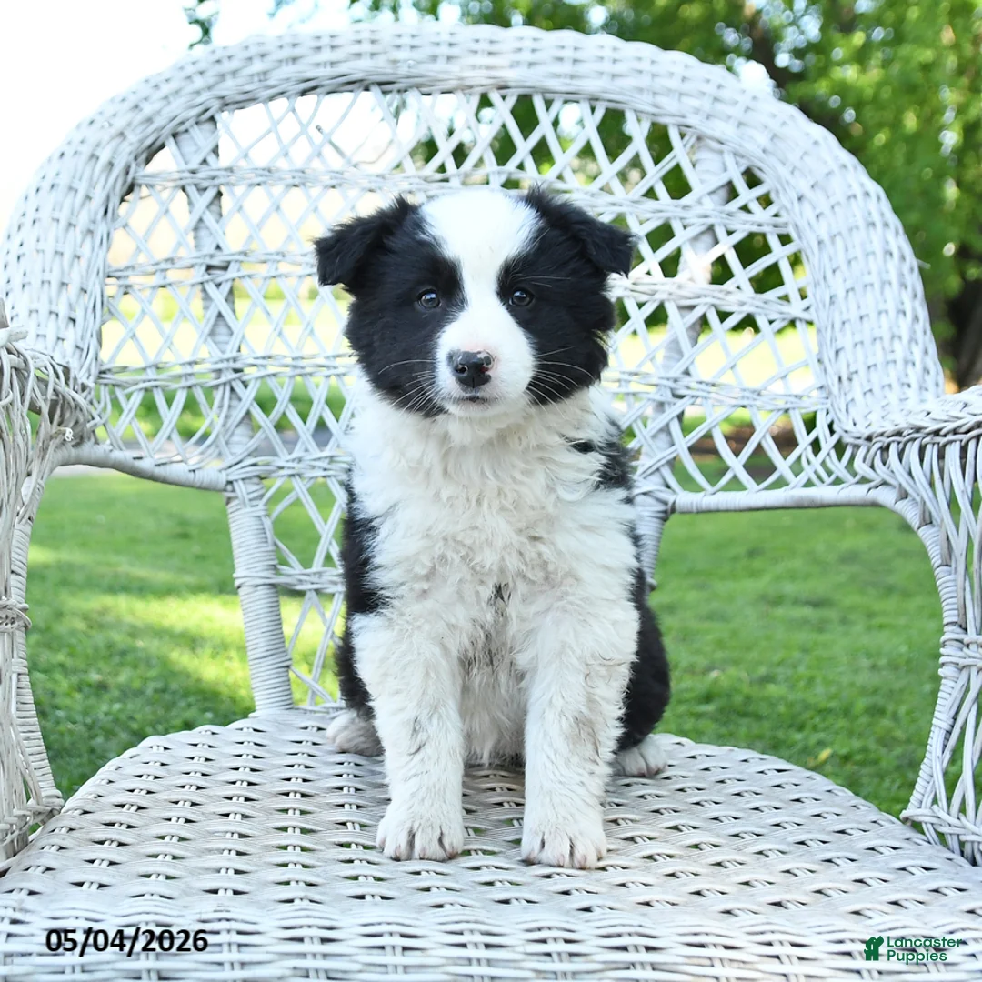 Mixed Breed dogs for sale: Misty - Ad 2