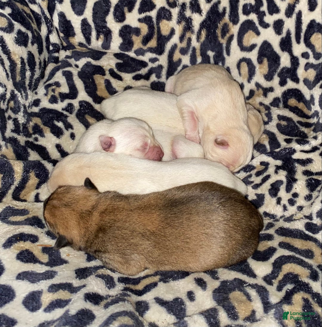 Mixed Breed dogs for sale: Chowski boy  - Ad 10