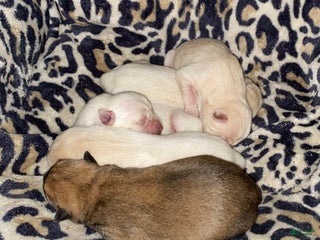 Mixed Breed dogs - Ad 10