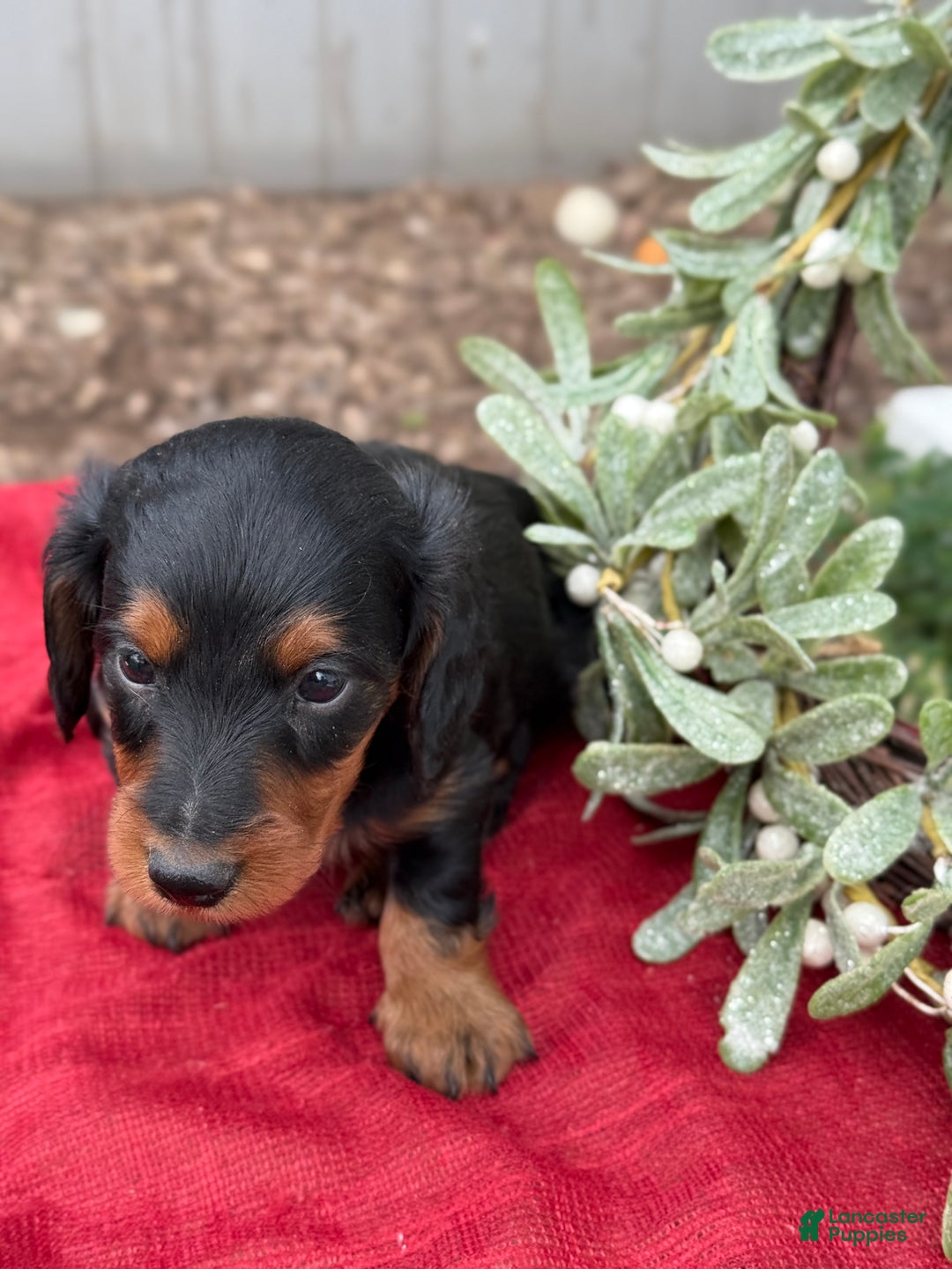 Miniature Dachshund dogs for sale: Eclair - Ad 8