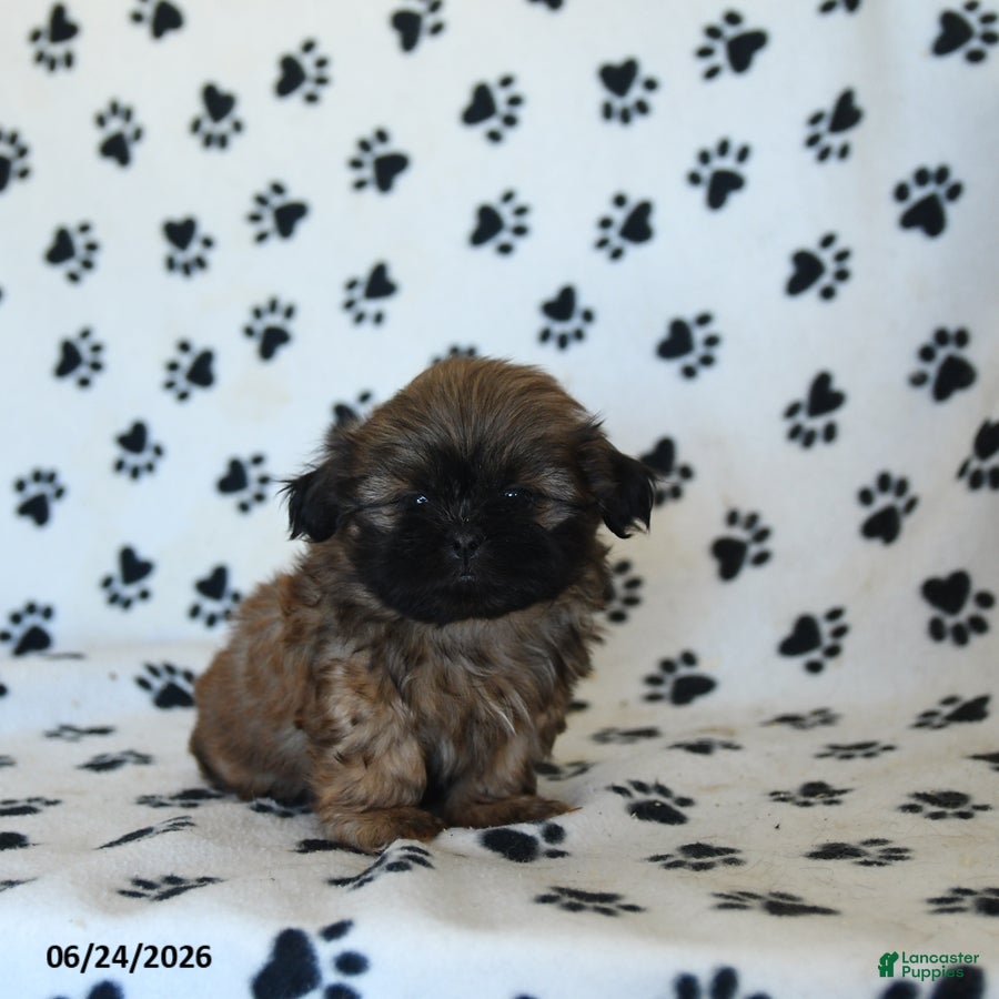 Shih Tzu dogs Ken  - Ad 2