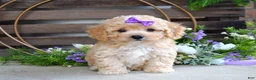 Maltipoo dogs for sale: Hazel - Ad 9
