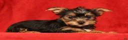 Yorkshire Terrier dogs for sale: Hershey - Ad 8