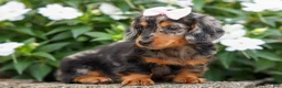 Miniature Dachshund dogs for sale:   Hailey 🎀 - Ad 9