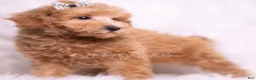 Maltipoo dogs for sale: Tweetie - Ad 5