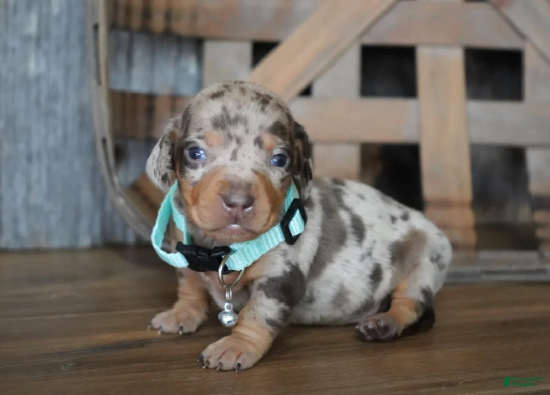 Miniature Dachshund dogs for sale: Jeremiah - Ad 1