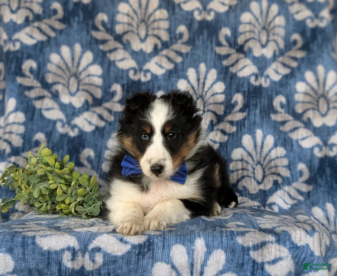 Shetland Sheepdog dogs for sale: Drake  - Ad 6