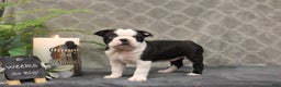 Boston Terrier dogs for sale: Azure - Ad 6