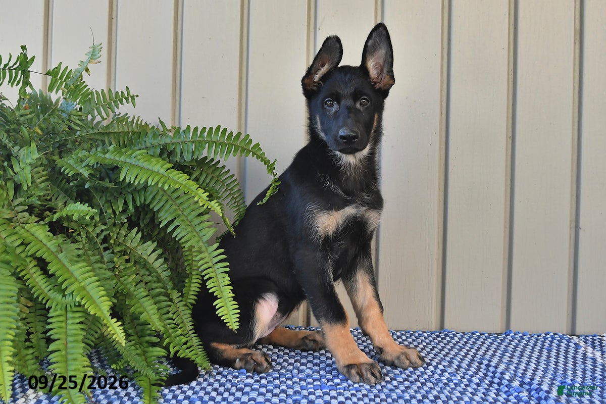 German Shepherd dogs Sasha - Ad 2