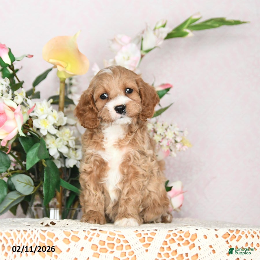 Cavapoo dogs Jubilee - Ad 39