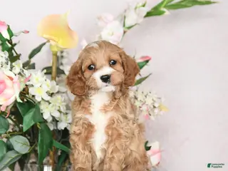 Cavapoo dogs Jubilee - Ad 39