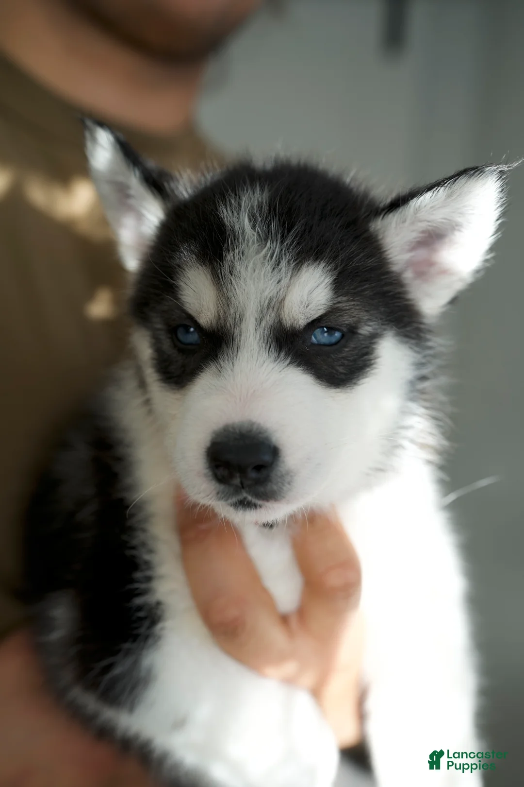 Mixed Breed dogs for sale: Aurora - Ad 2