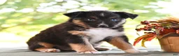 Miniature Australian Shepherd dogs for sale: Dianne  - Ad 4