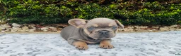 French Bulldog dogs for sale: Sadie - Ad 5