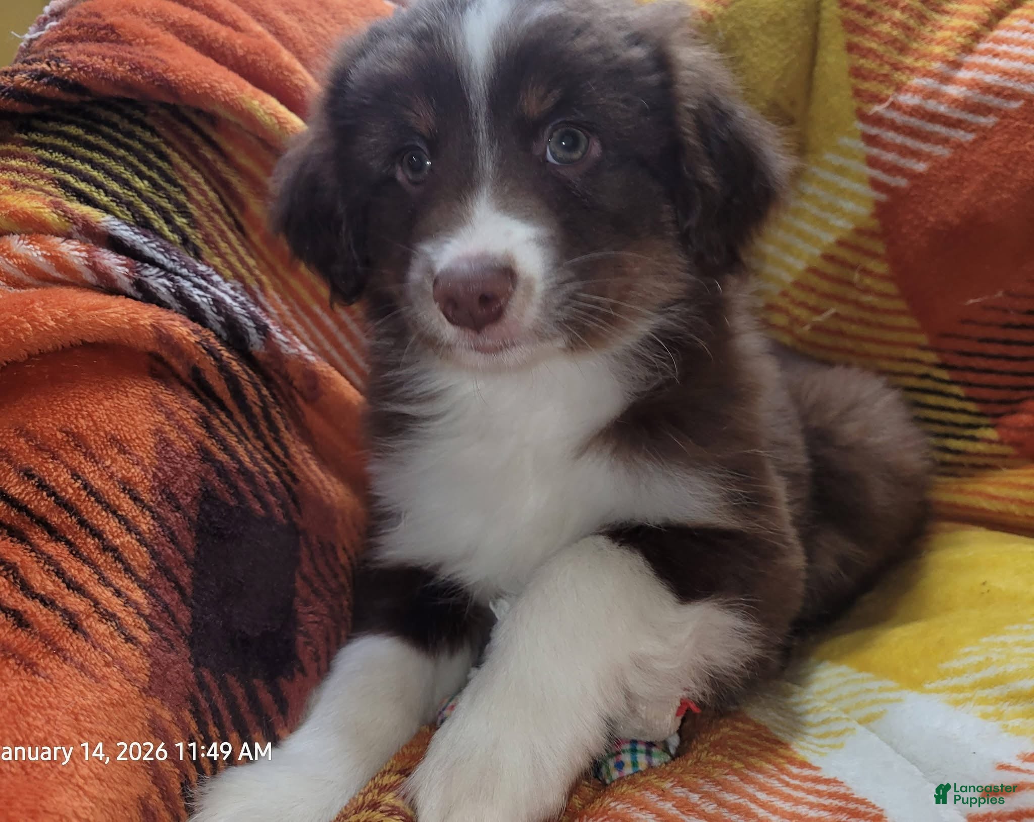 Miniature Australian Shepherd dogs Miniature Australian Shepherd Puppy 1 - Ad 2