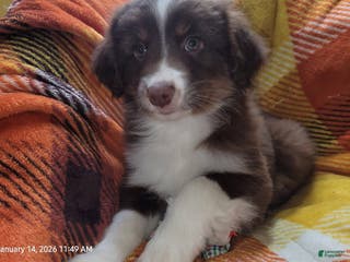 Miniature Australian Shepherd dogs Miniature Australian Shepherd Puppy 1 - Ad 28