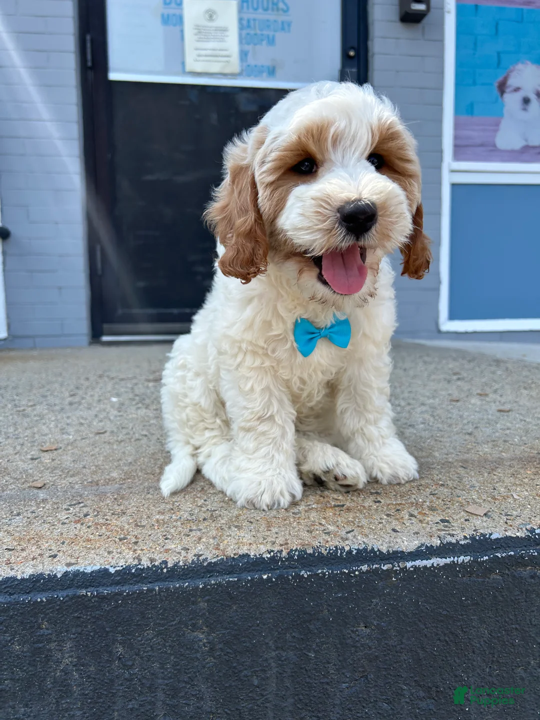 Mini Goldendoodle dogs for sale: Mini Goldendoodle 1 - Ad 3