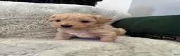 Maltipoo dogs for sale: Milo - Ad 2