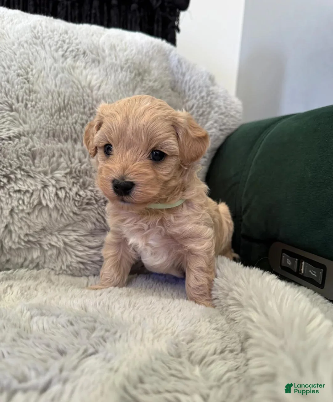 Maltipoo dogs for sale: Milo - Ad 2