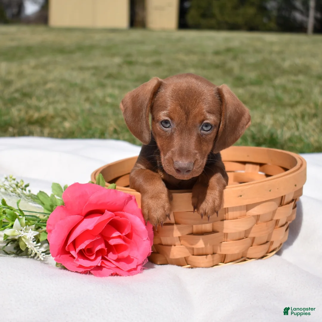 Miniature Dachshund dogs for sale: Chai - Ad 1