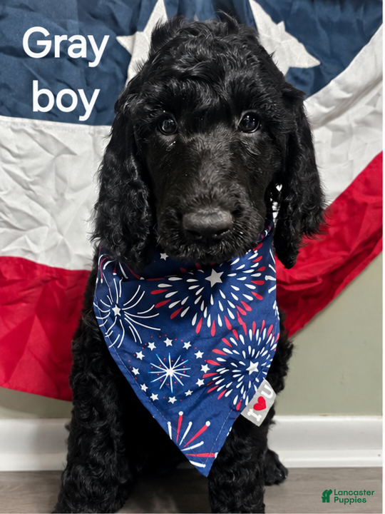 Standard Poodle dogs Standard Poodle 5 Gray Boy - Ad 1