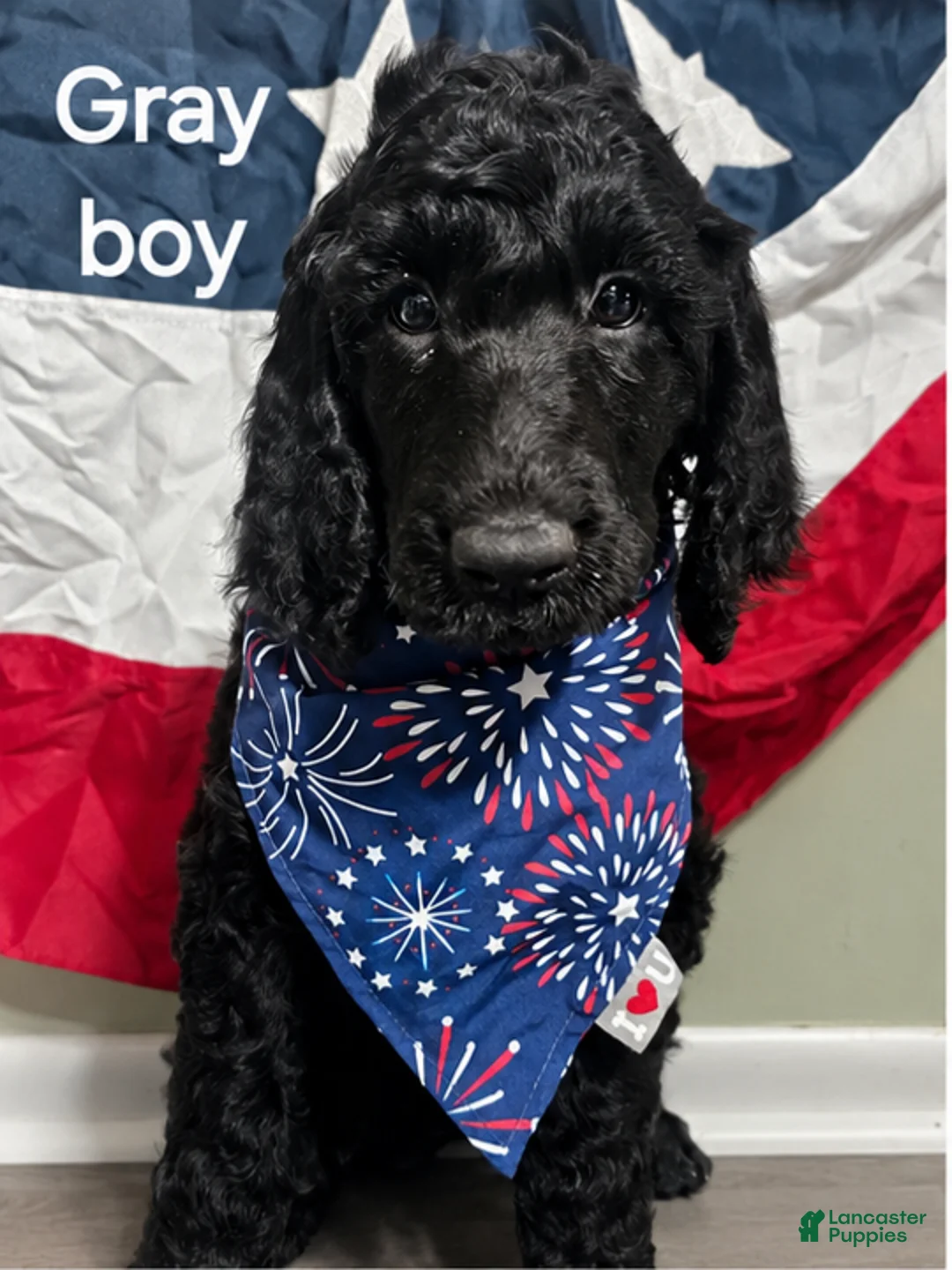 Standard Poodle dogs for sale: Standard Poodle 5 Gray Boy - Ad 1