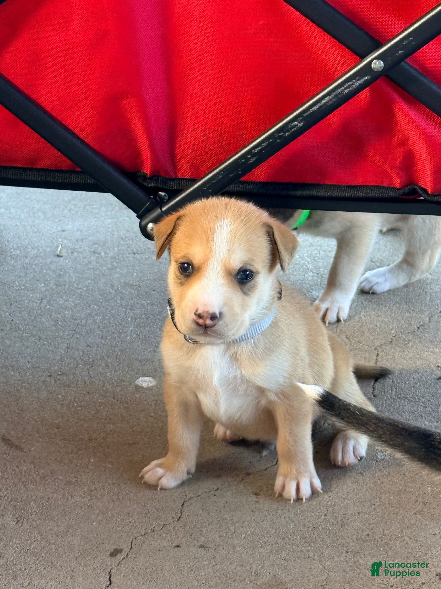 Mixed Breed dogs Pitsky male 3 - Ad 1