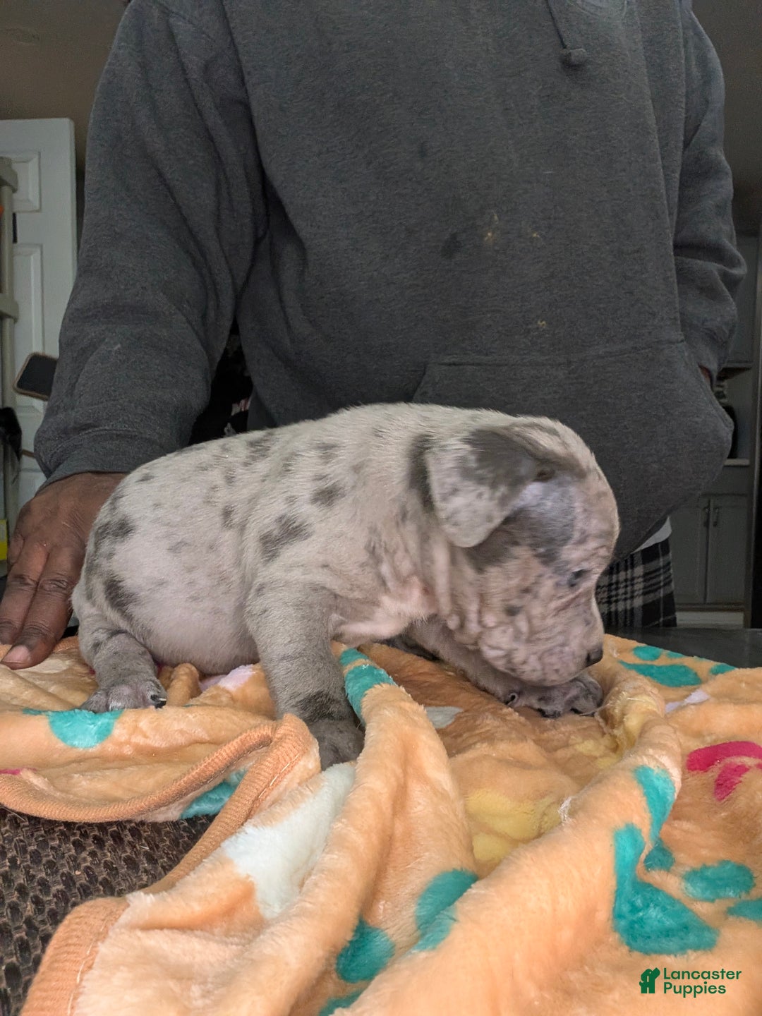 American Bully dogs for sale: XL American bully males - Ad 3