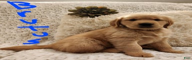 Golden Retriever Puppy Brutus