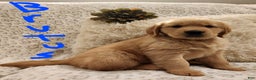 Golden Retriever dogs for sale: Golden Retriever Puppy Brutus - Ad 1