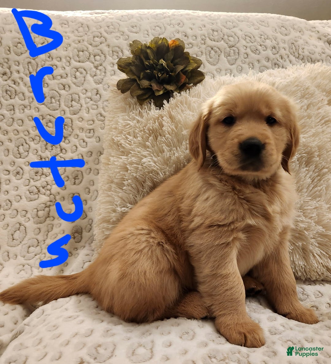 Golden Retriever dogs for sale: Golden Retriever Puppy Brutus - Ad 1