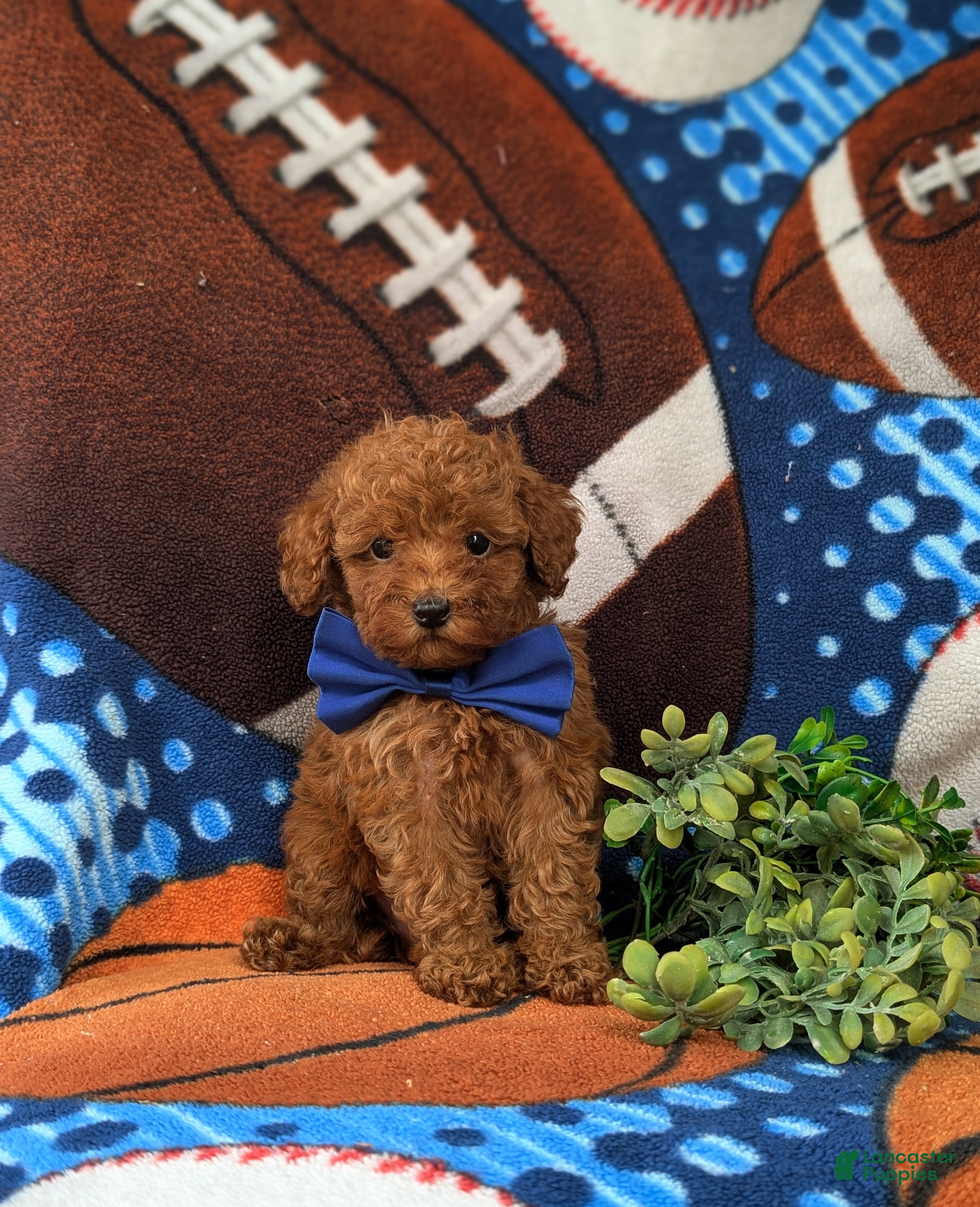 Toy Poodle dogs Whittaker 7 lbs Full Grown - Ad 2