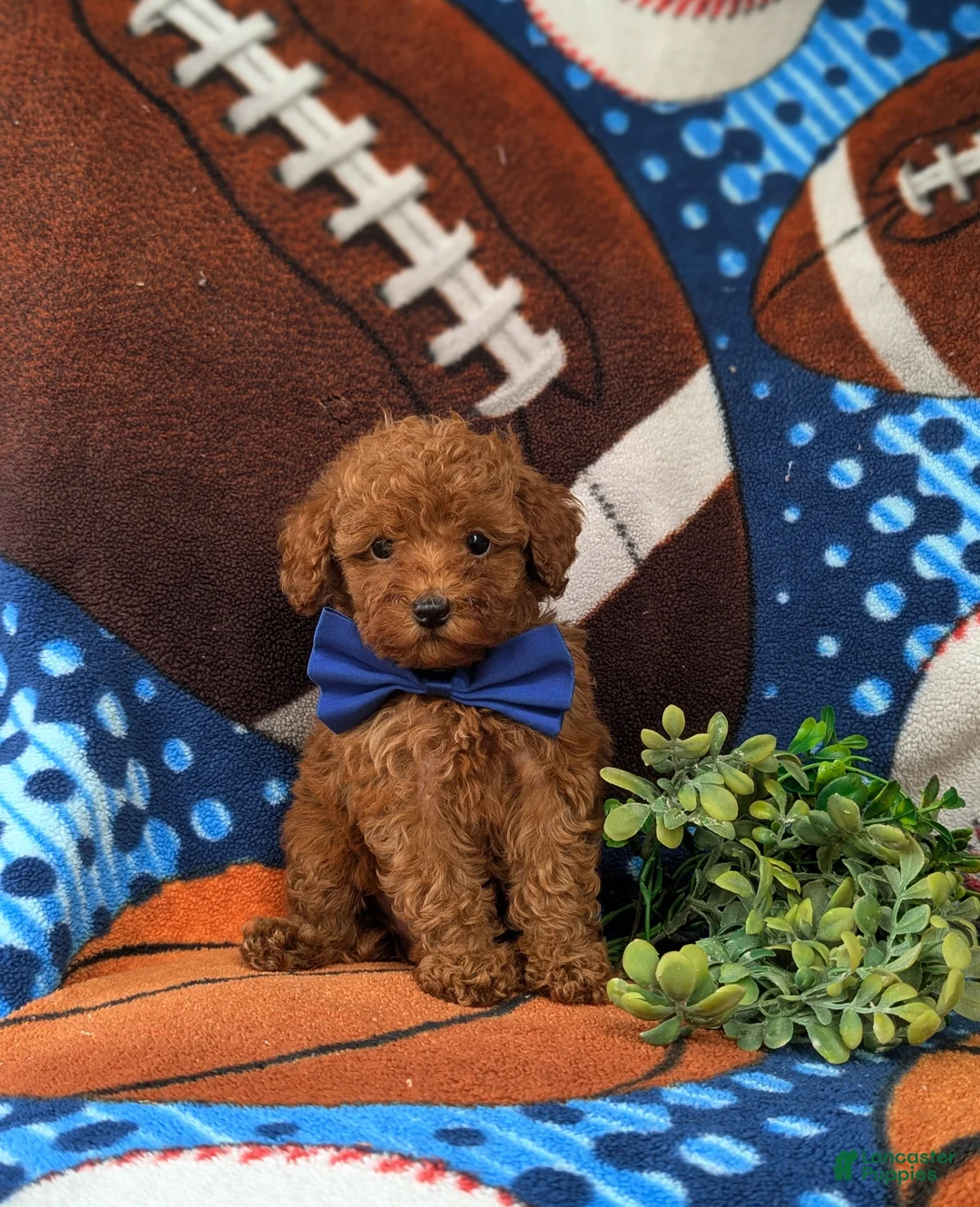 Toy Poodle dogs for sale: Whittaker 7 lbs Full Grown - Ad 2