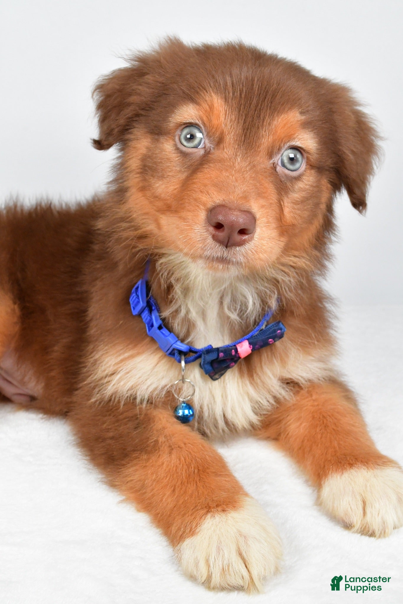 Australian Shepherd dogs Echo - Ad 2