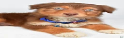 Australian Shepherd dogs for sale: Echo - Ad 2