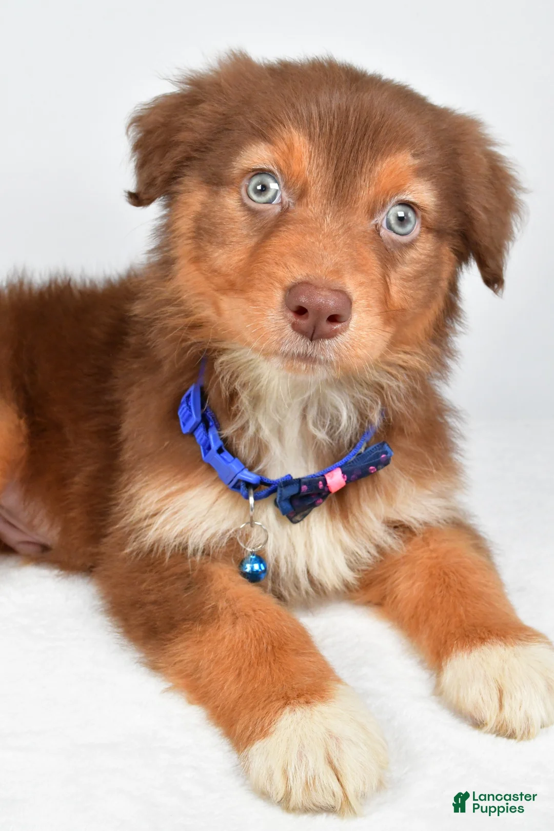 Australian Shepherd dogs for sale: Echo - Ad 2
