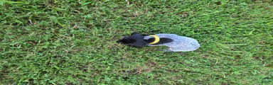 Yellow Collar Boy