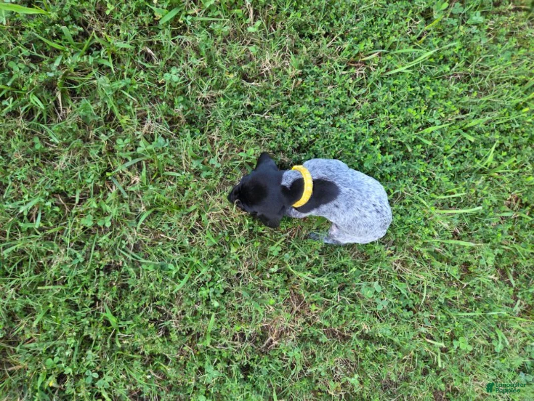 German Shorthaired Pointer dogs for sale: Yellow Collar Boy - Ad 1