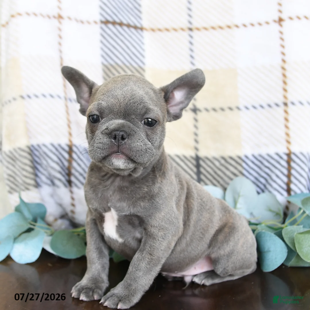 Frenchton dogs for sale: Josh - Ad 2