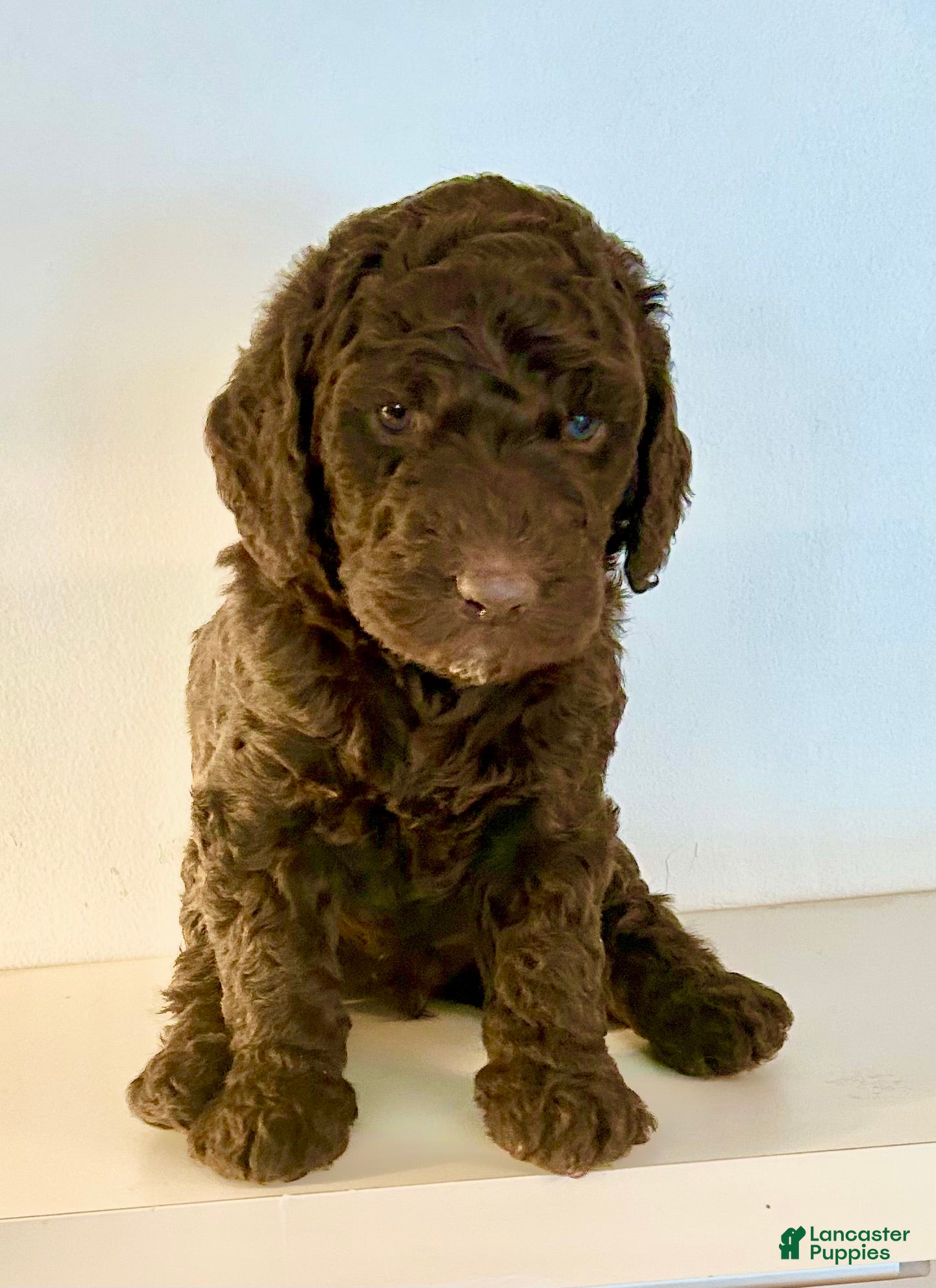 Goldendoodle dogs Hershey - Ad 1