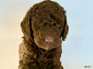 Goldendoodle dogs Hershey - Ad 7