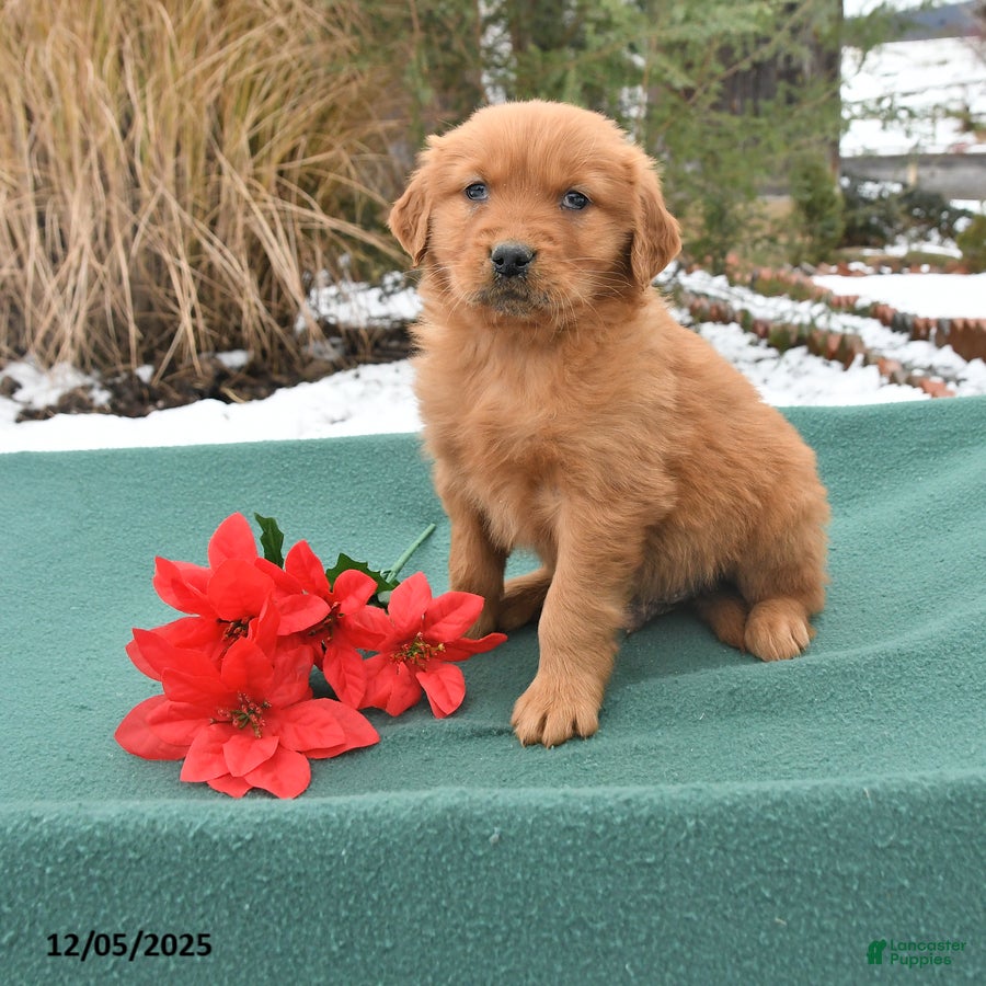 Golden Retriever dogs Quincy - Ad 27