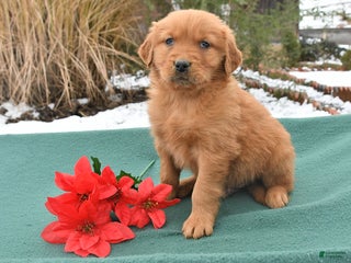 Golden Retriever dogs Quincy - Ad 2