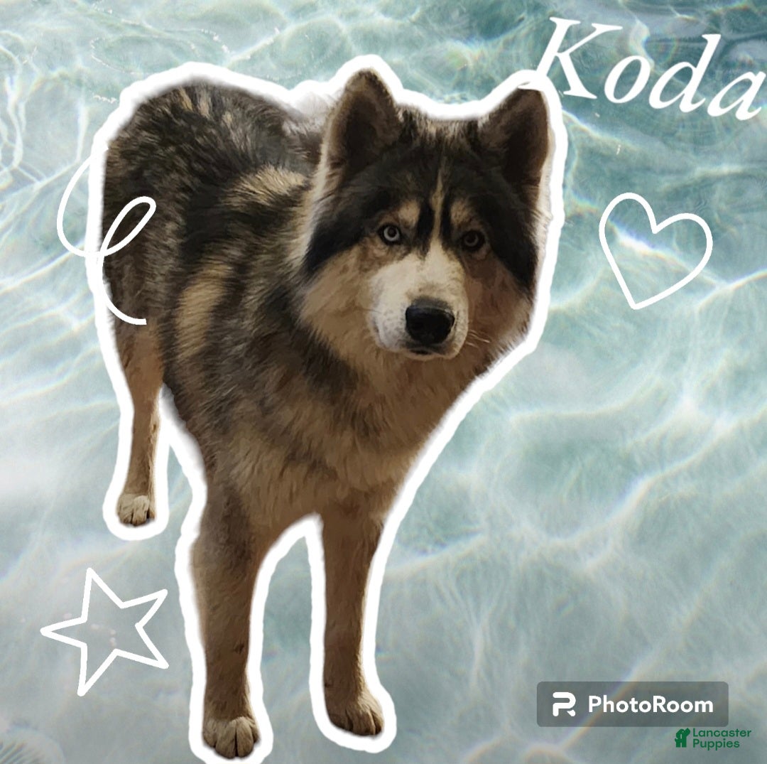 Koda