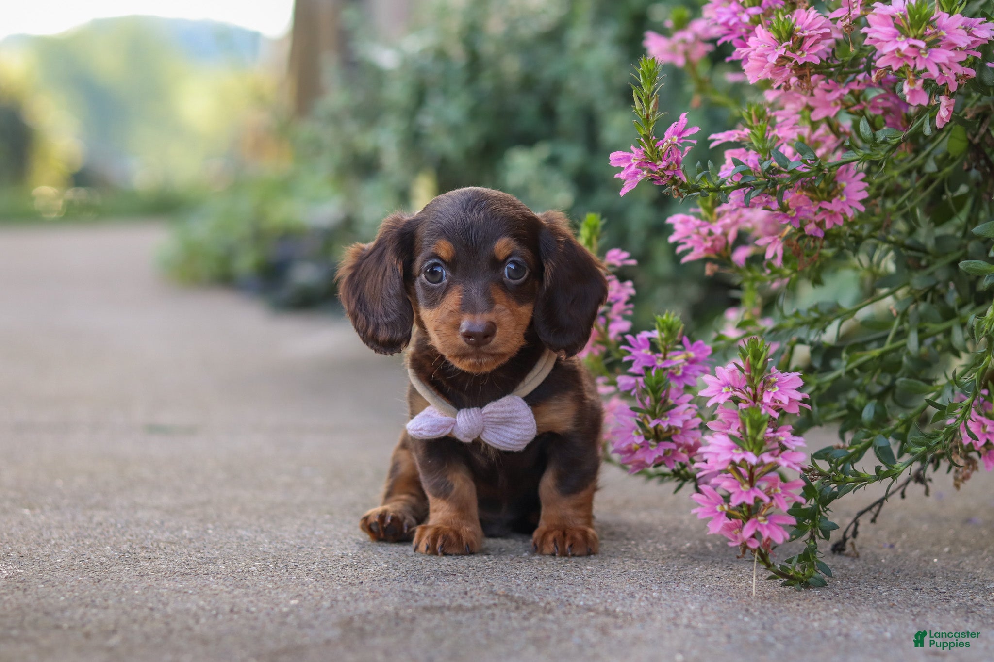 Miniature Dachshund dogs Lila - Ad 1