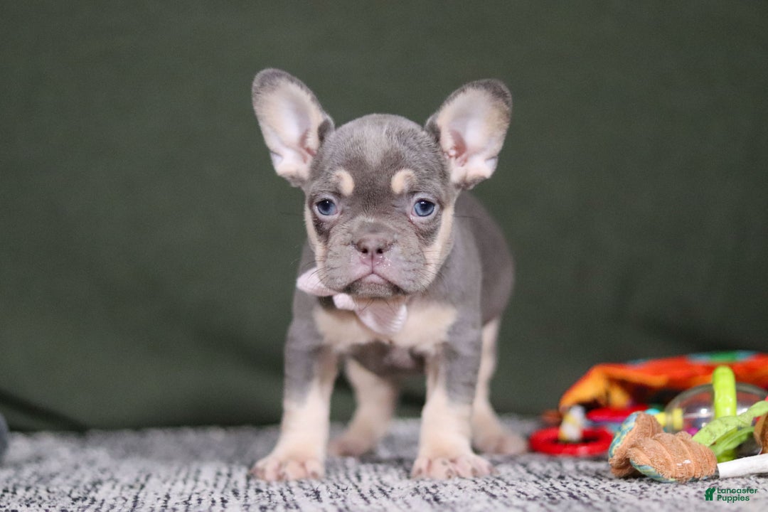 French Bulldog dogs for sale: Pippa - Ad 3